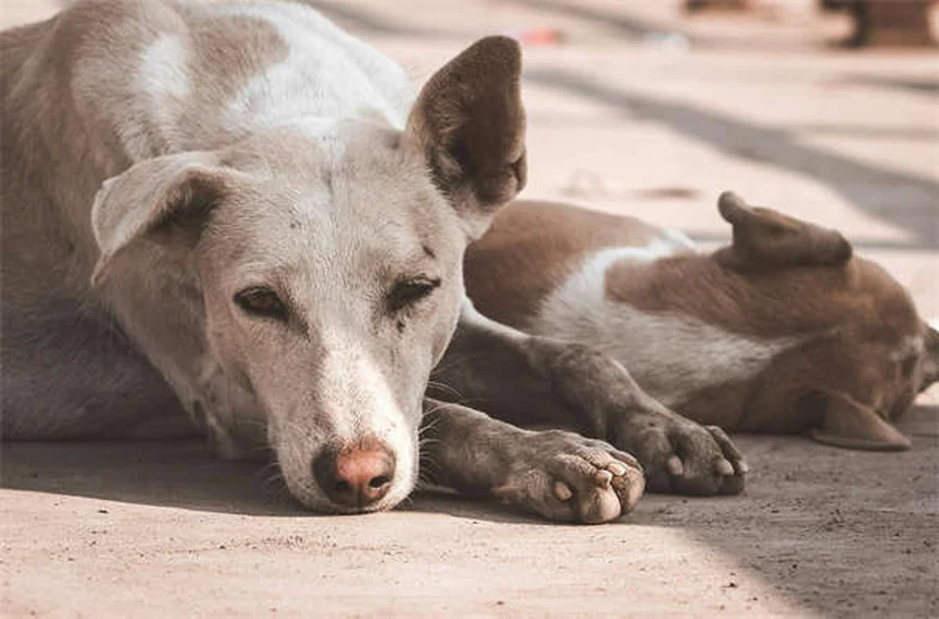 Infarto en perros: Síntomas, causas y qué hacer en emergencias