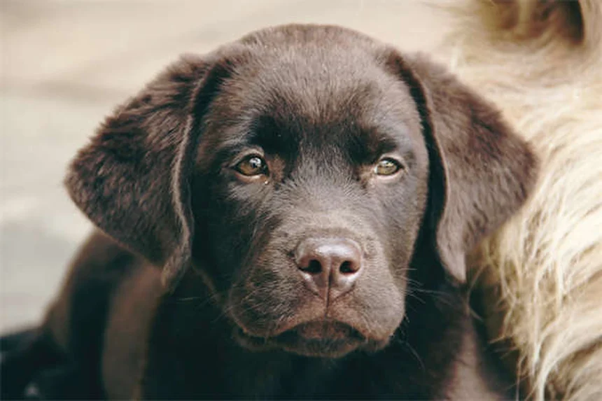 Síndrome de Fanconi en perros: síntomas, tratamiento y esperanza de vida