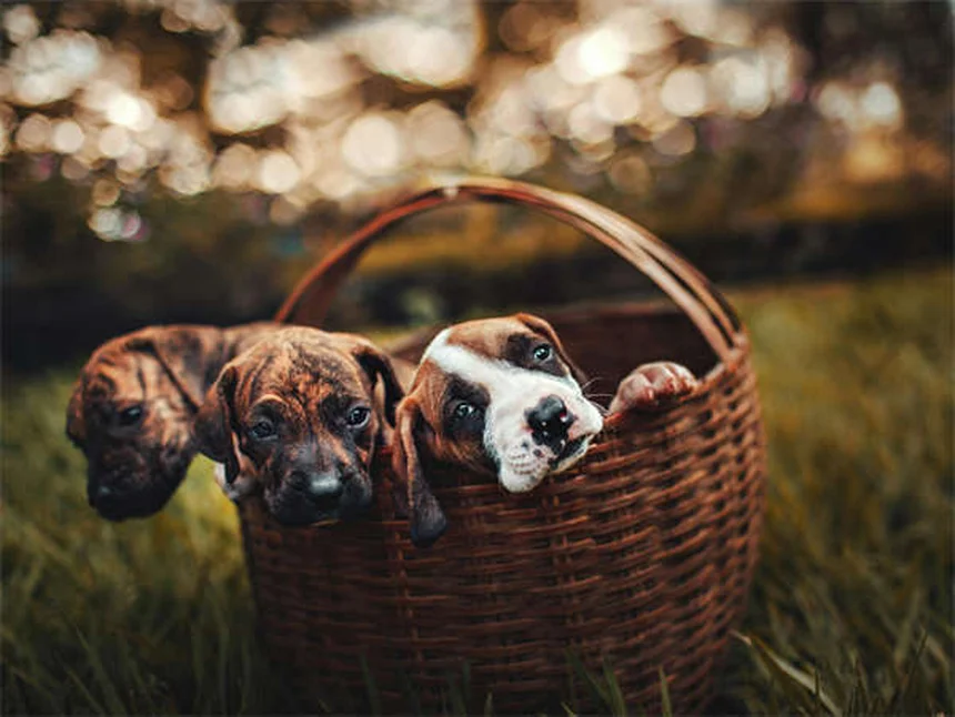 Síndrome de Fanconi en perros: síntomas, tratamiento y esperanza de vida