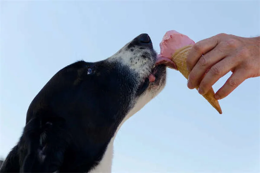 Síndrome de Fanconi en perros: síntomas, tratamiento y esperanza de vida