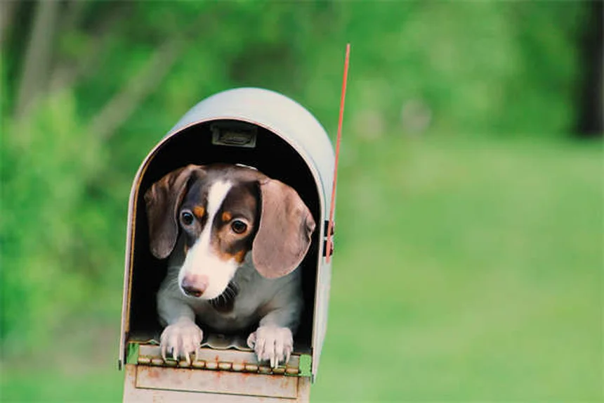 ¿Por qué los gatos aman las cajas? 8 razones científicas