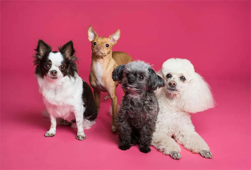 Lenguaje corporal de conejos: 10 señales para entender a tu mascota