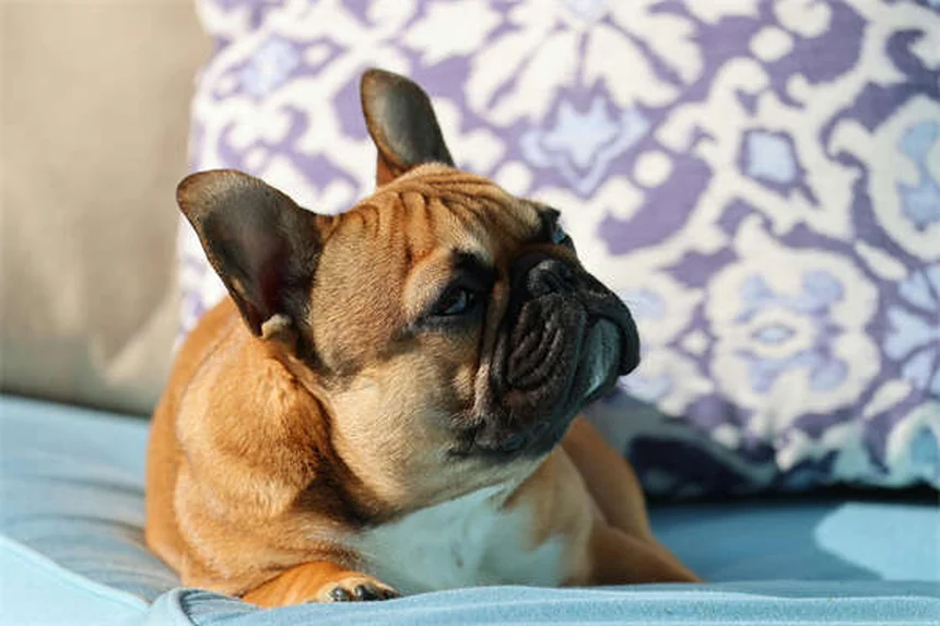 Lenguaje corporal de conejos: 10 señales para entender a tu mascota