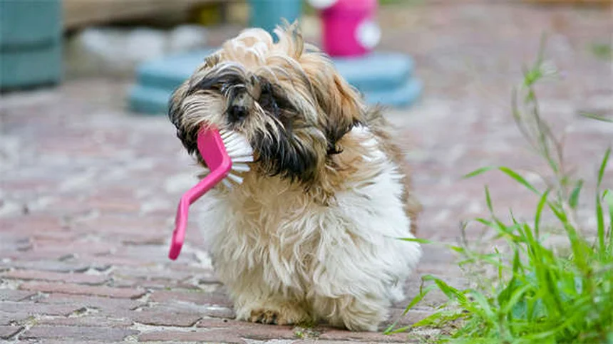 Lenguaje corporal de conejos: 10 señales para entender a tu mascota