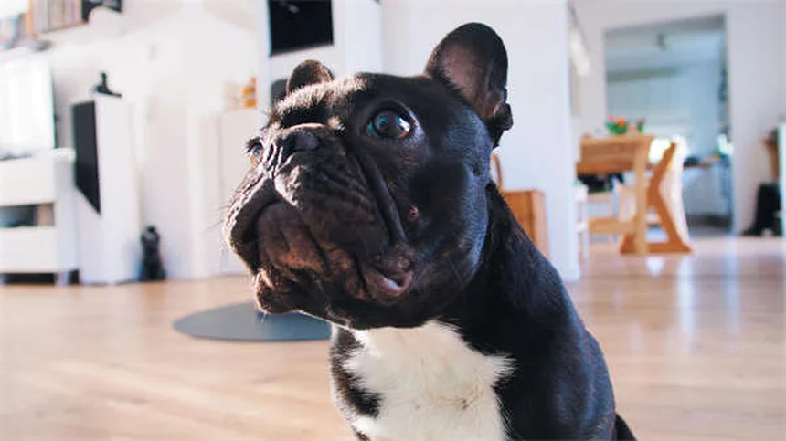 20 razas de perros raros que no conocías y te sorprenderán