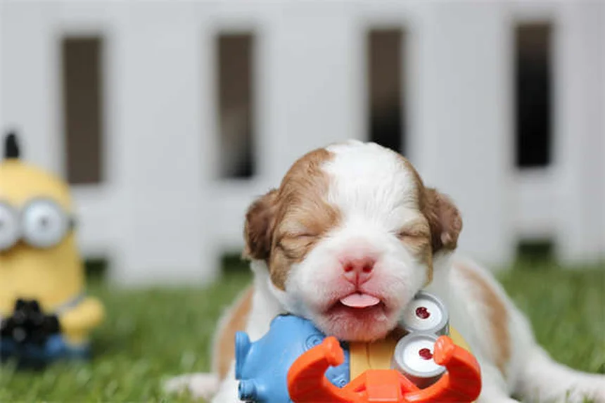 20 razas de perros raros que no conocías y te sorprenderán