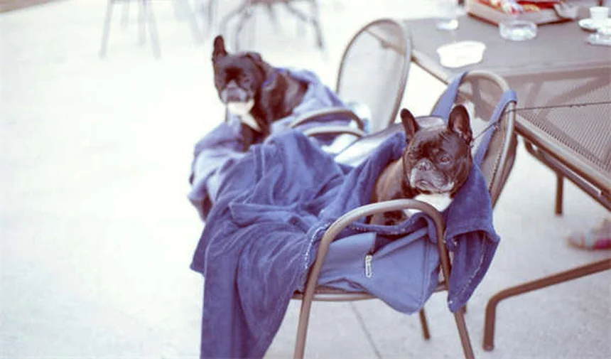 Exantema Coital en Caballos: Síntomas, Tratamiento y Prevención