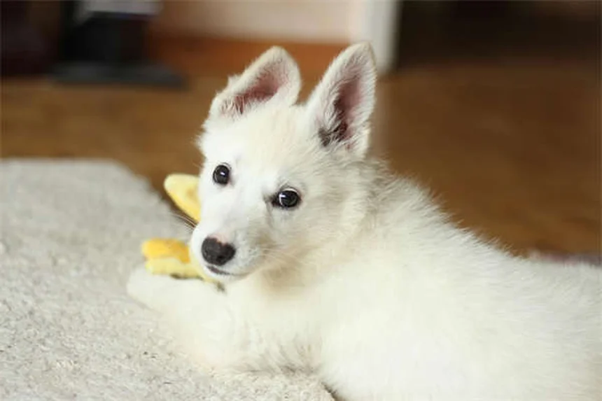 10 Trucos naturales para calmar a tu perro ansioso