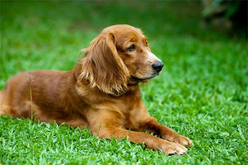 ¿Se pueden usar antiparasitarios para gatos en perros? La verdad que debes saber