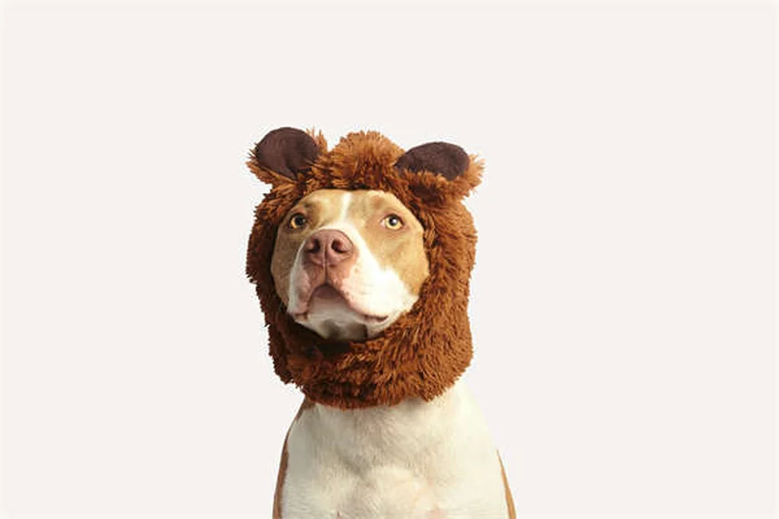 Refugios para mascotas en emergencias: Guía completa para proteger a tu peludo