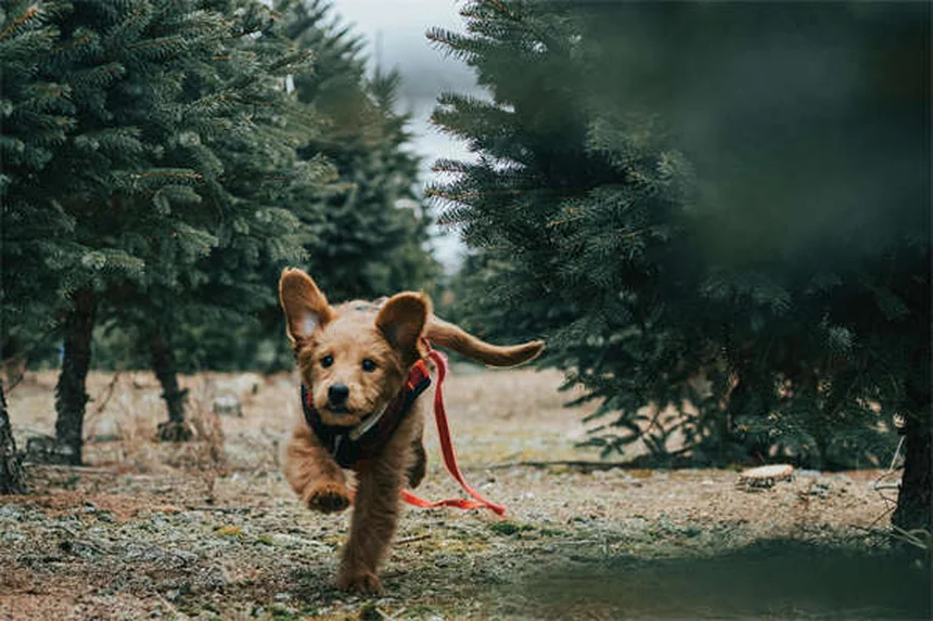 Refugios para mascotas en emergencias: Guía completa para proteger a tu peludo
