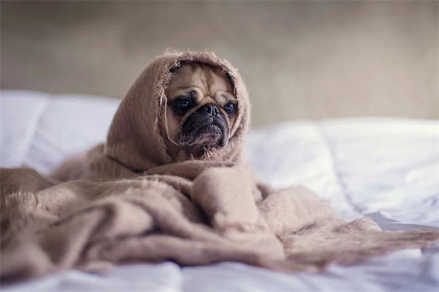 Refugios para mascotas en emergencias: Guía completa para proteger a tu peludo