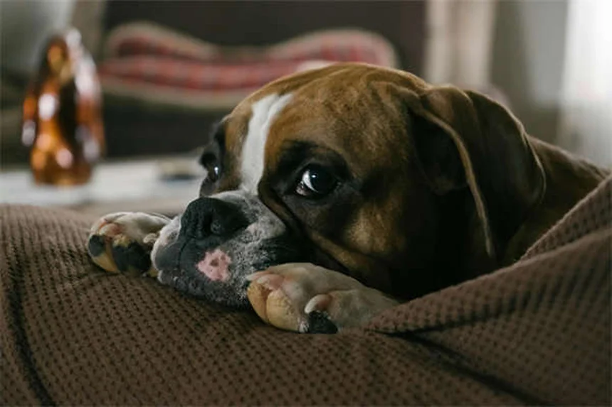 Cómo superar la culpa tras la eutanasia de tu mascota: consejos de Annie