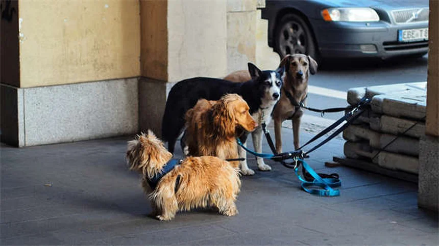 Acoger mascotas en Navidad: 5 razones para darles un hogar temporal