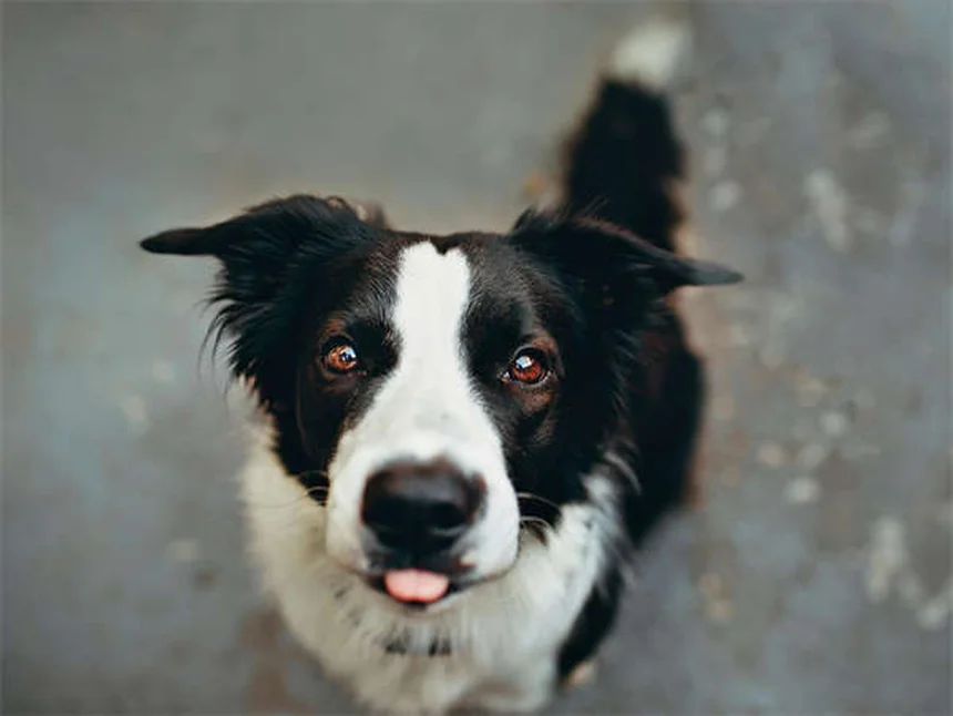 Dog Shaping: La técnica infalible para adiestrar a tu perro paso a paso