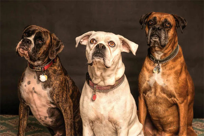 Dog Shaping: La técnica infalible para adiestrar a tu perro paso a paso