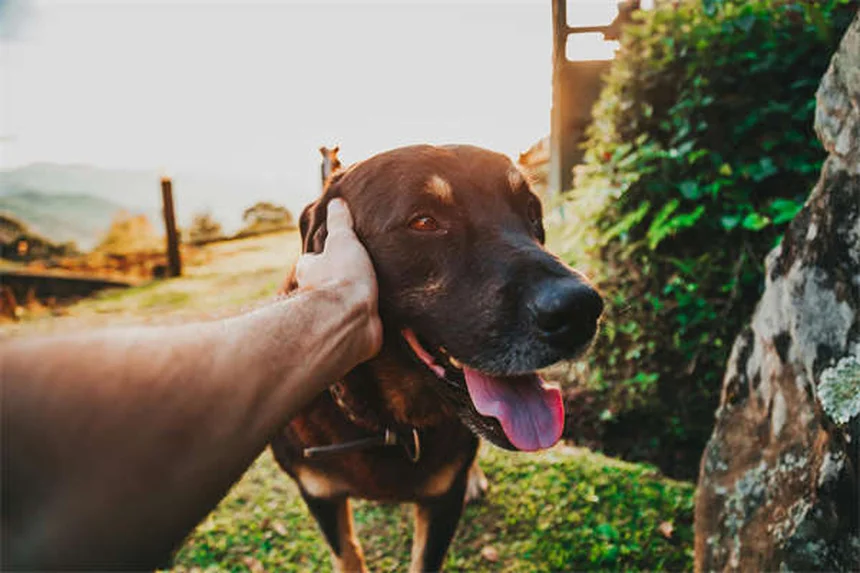 Cuidados esenciales para tu mascota: guía diaria, semanal y anual