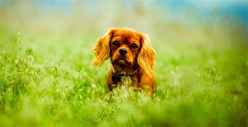 Cuidados esenciales para tu mascota: guía diaria, semanal y anual