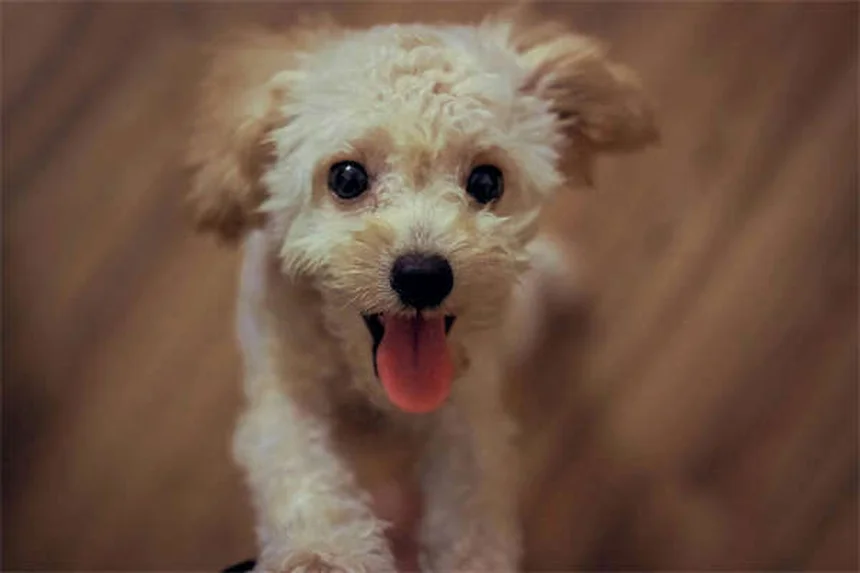 Cuidados esenciales para tu mascota: guía diaria, semanal y anual