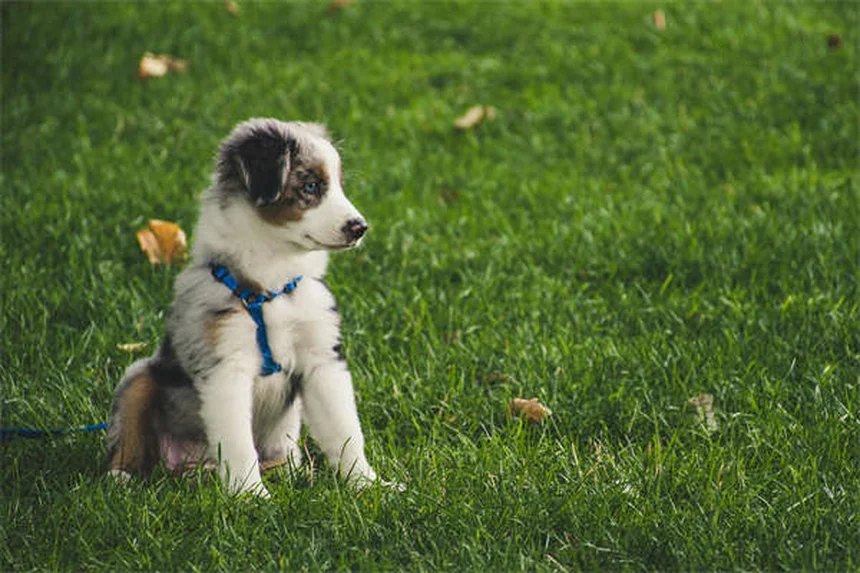 Mastitis en conejas: síntomas y tratamientos para salvar a tu mascota
