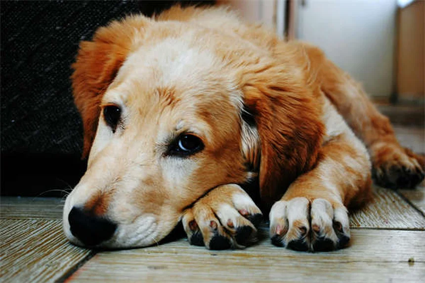 Alimentación para peces: guía completa de nutrientes esenciales