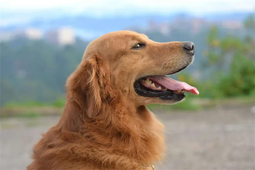 Mal aliento en perros: 7 causas sorprendentes y cómo solucionarlo