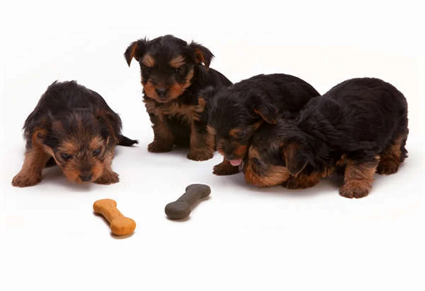 Mal aliento en perros: 7 causas sorprendentes y cómo solucionarlo