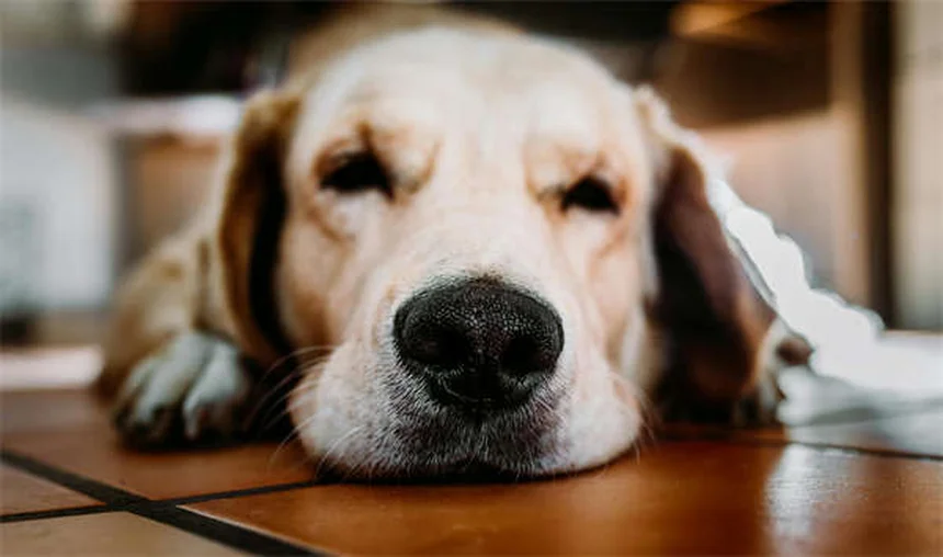 Mal aliento en perros: 7 causas sorprendentes y cómo solucionarlo