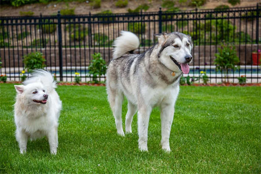 Gel de sílice y perros: ¿Qué pasa si tu mascota se lo come?