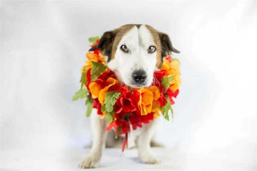 Gel de sílice y perros: ¿Qué pasa si tu mascota se lo come?