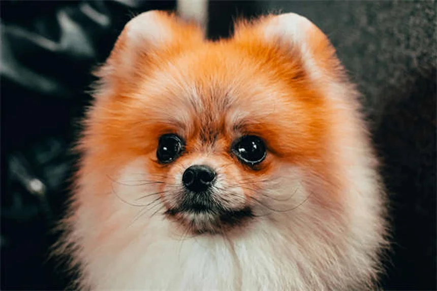 ¿Aumentan las eutanasias de mascotas en Navidad? 5 razones impactantes