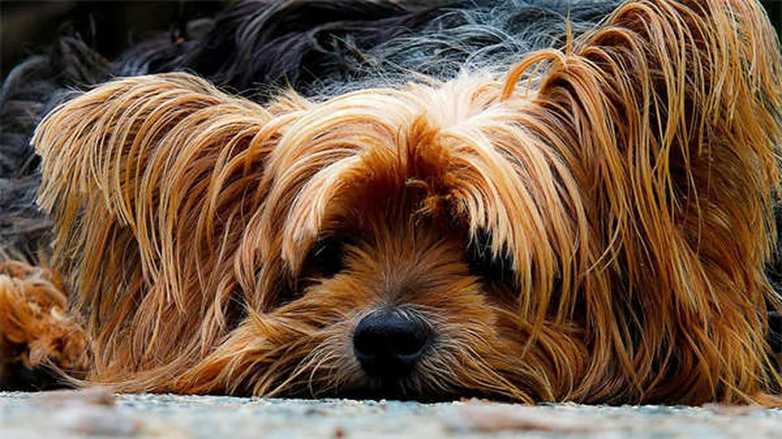 Puppy Strangles en perros: síntomas, tratamiento y cómo actuar