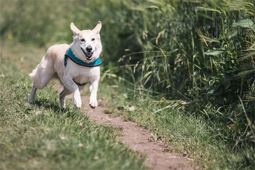Puppy Strangles en perros: síntomas, tratamiento y cómo actuar