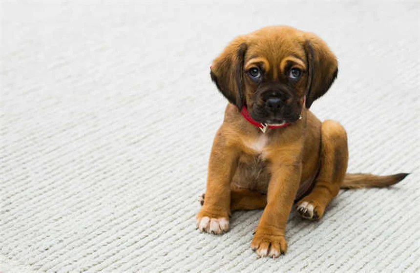 Garrapatas en perros: cómo detectarlas, eliminarlas y prevenirlas