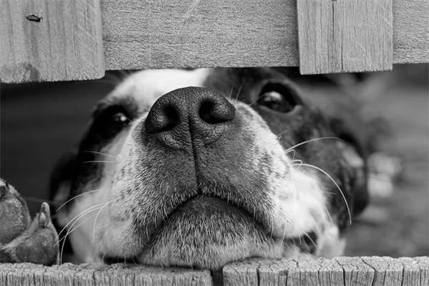 Garrapatas en perros: cómo detectarlas, eliminarlas y prevenirlas