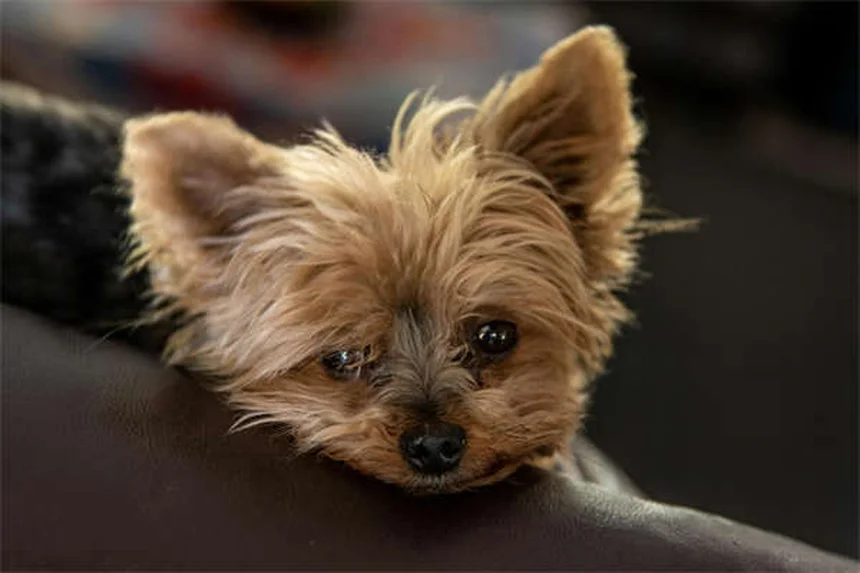 ¿Por qué mi perro no juega con otros perros? Descubre las razones