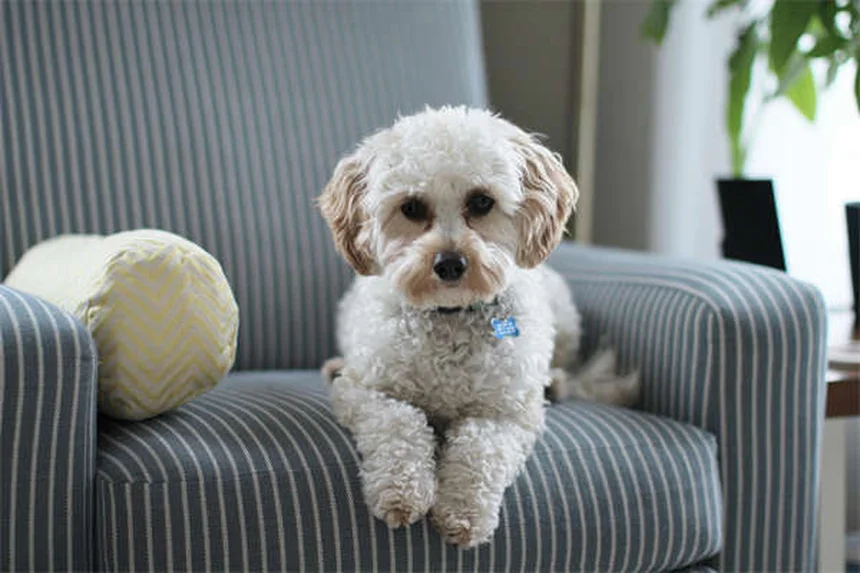 ¿Por qué mi perro no juega con otros perros? Descubre las razones