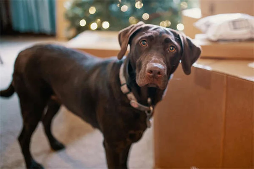 ¿Por qué mi perro no juega con otros perros? Descubre las razones
